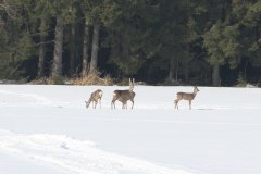 yleisiae_kuvia_1_20121112_1945690259